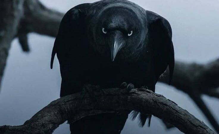Os Animais Mais Inteligentes do Mundo – Você Vai se Surpreender com o #5!
